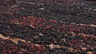 Kurutmalık Üzümde Rekolte Kaybı: Tarım Sigortası Ödemeleri