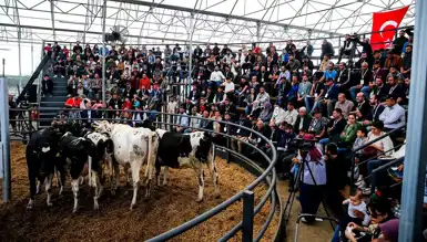 Büyükbaş Hayvan ve Yem Desteği Programı Başladı